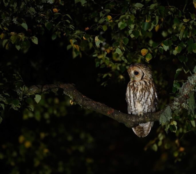 owl-extra-2-large-r1