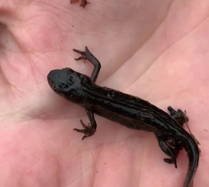 palmate-newt-one-r1-c98b2a4b913ced8b83a251407e6c0b32