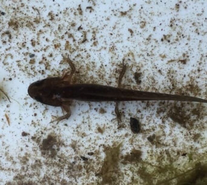 palmate-newt-two-r1-86b04b5738388ec3ad4398fb1f8edb9c
