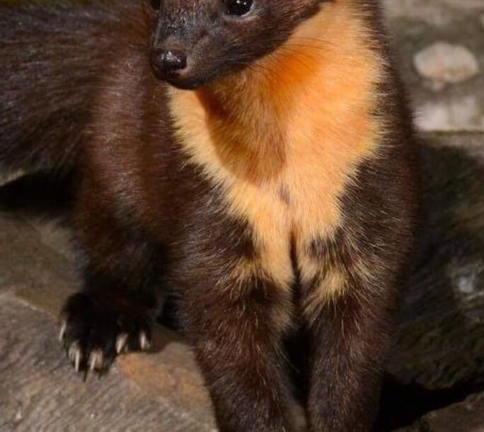 pine-martin-aside-r1-f1987ffd4c8aea3af2af6af831872f27