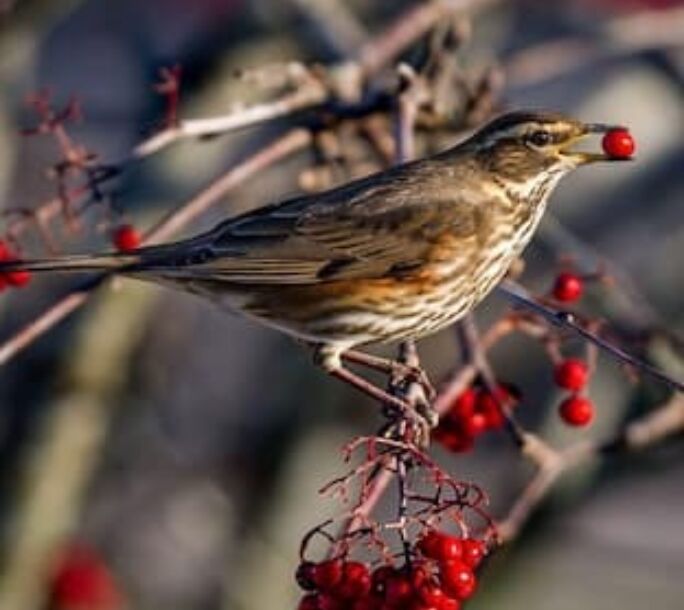 redwing-r2-a9f660395faa3ebde58257a239cc103b