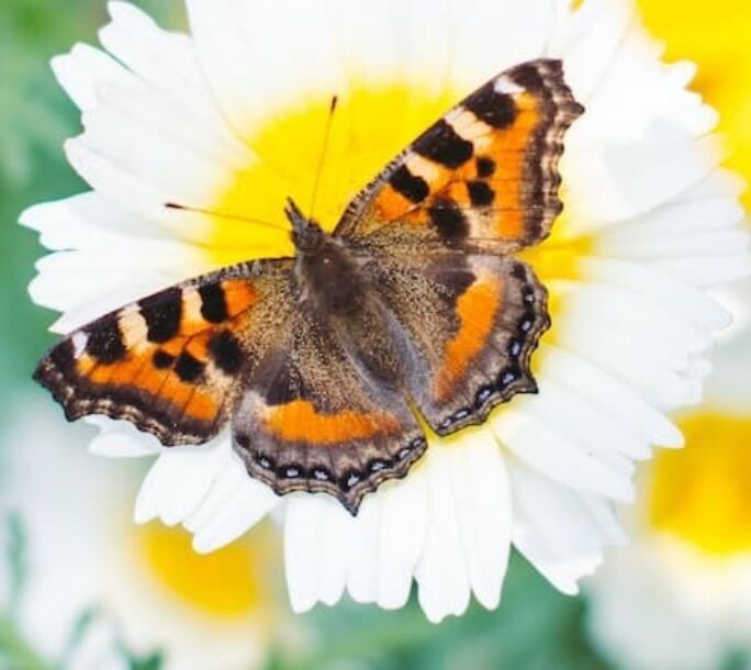 small-tortoiseshell-r1-5950e483a3a4376a67b5239e0557f588