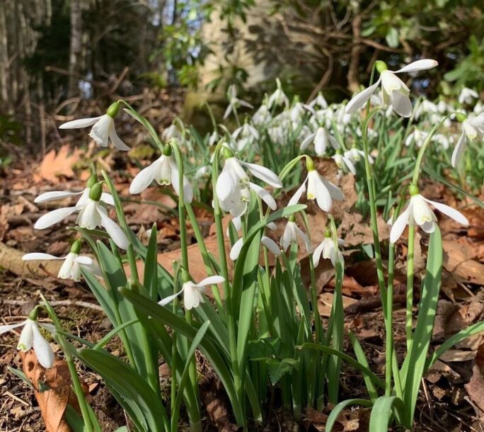 snowdrops-r1