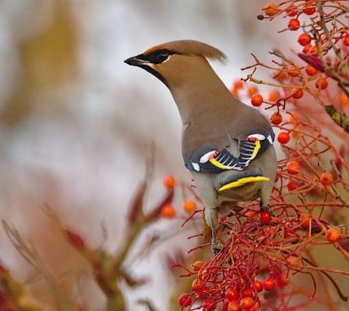 waxwings-one-r1-d1bfb747eb4d6067d3c1c1bc0857d322