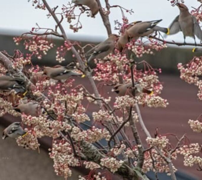 waxwings-two-r1-9be6b288c2a6fa09315762f525c40cd2