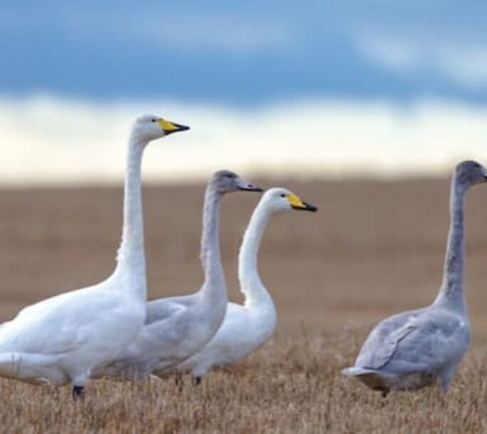 whooper-swans-r1-8ce004f8020daf721ceb48a2e6811025