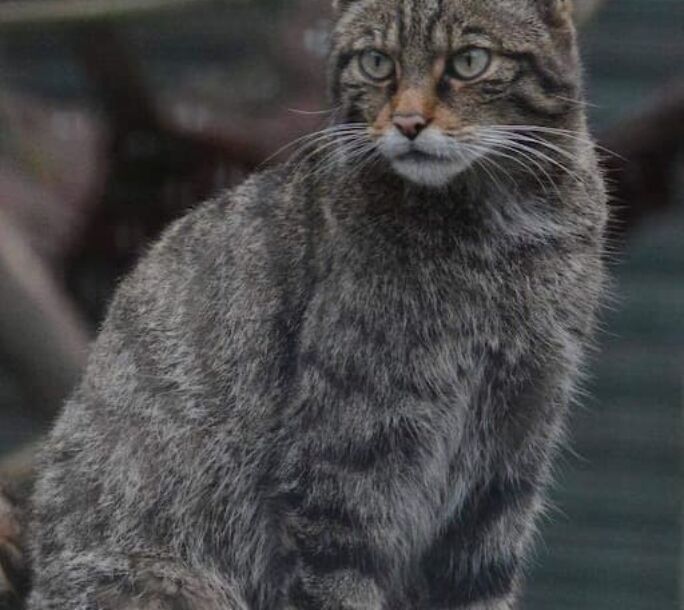 wildcat-aside-r1-23cac049e94d8fb57ebc60eb4ffe7a75