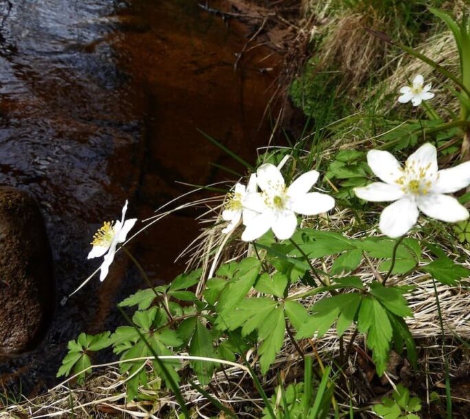 wood-flower-r1