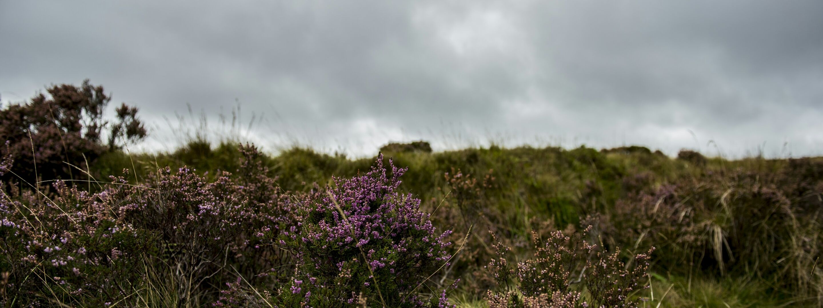 Heather in flower