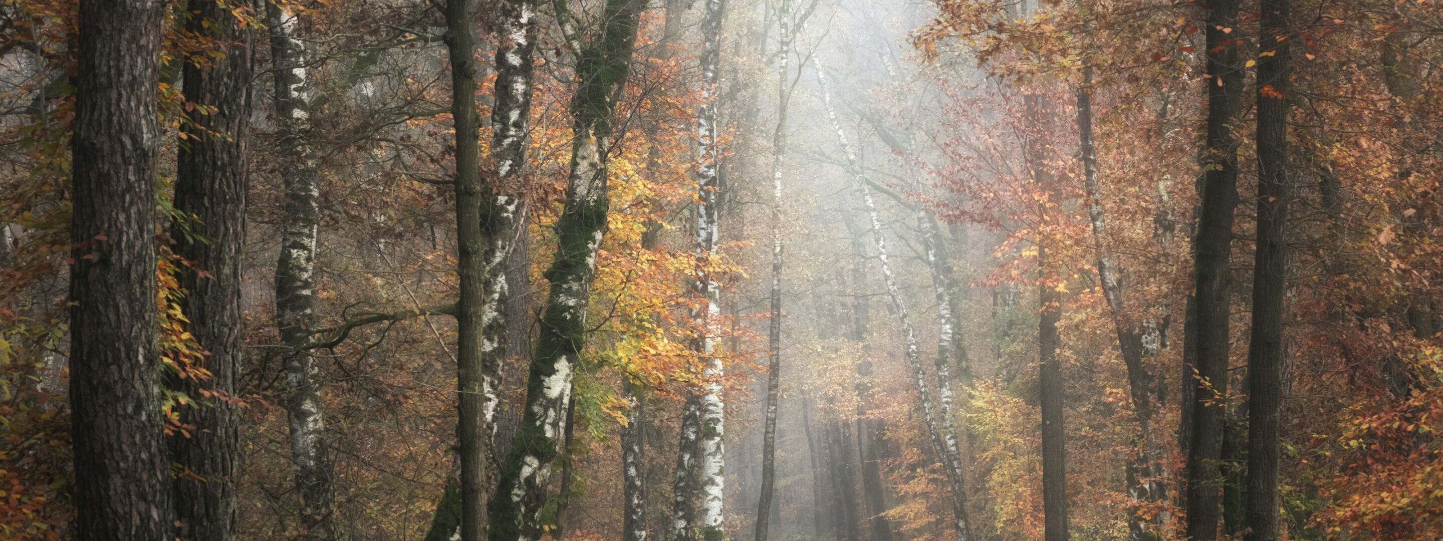 Autumn leaves and trees in woodland