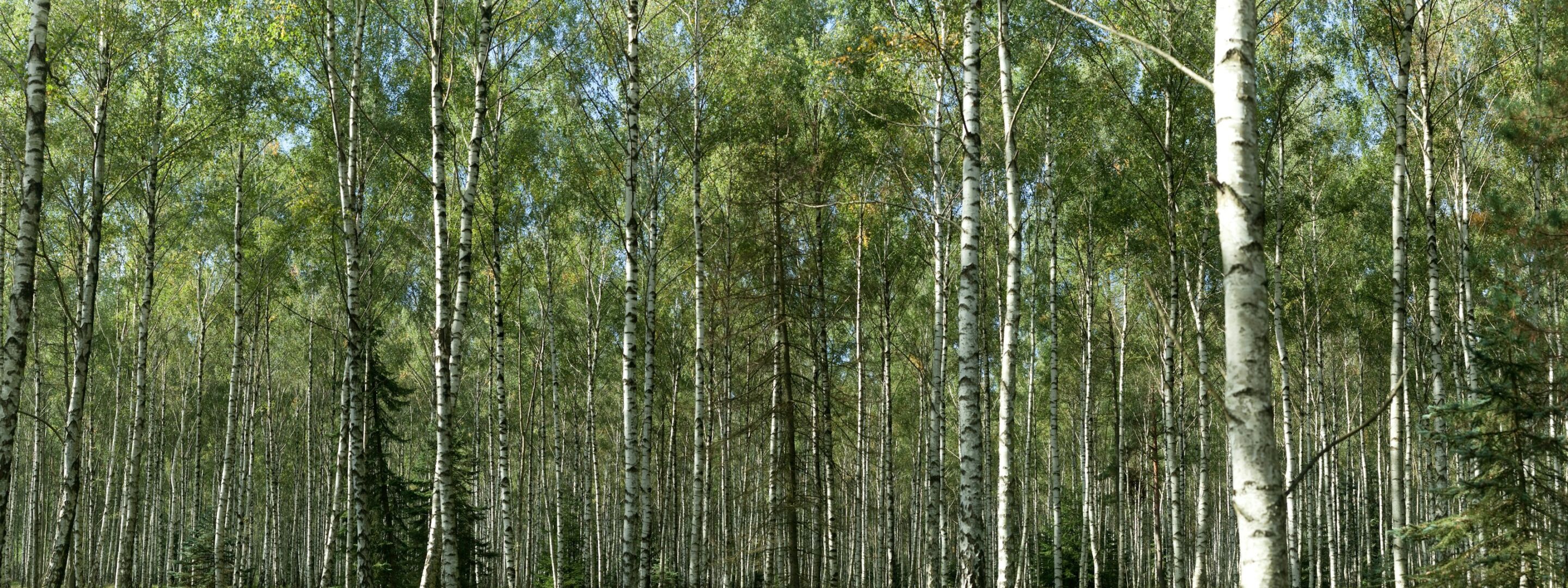 Birch trees in woodland
