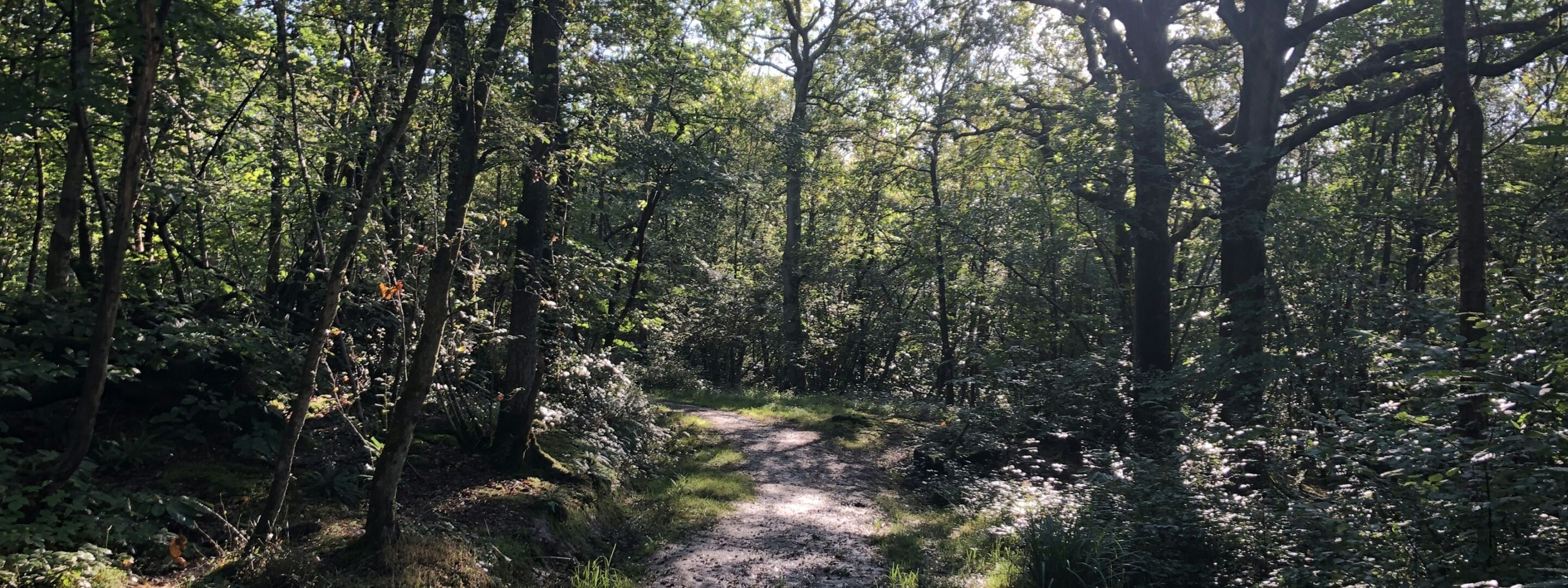 A path through woodland