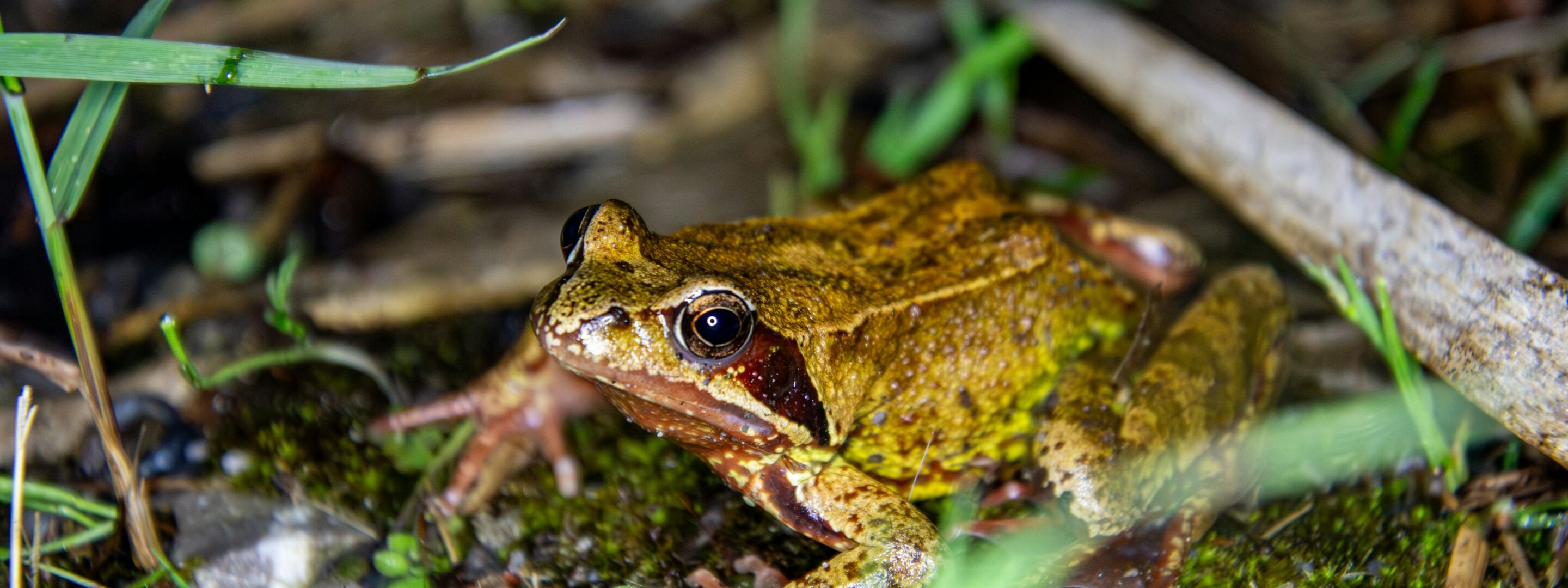 A common frog among woodland vegetation