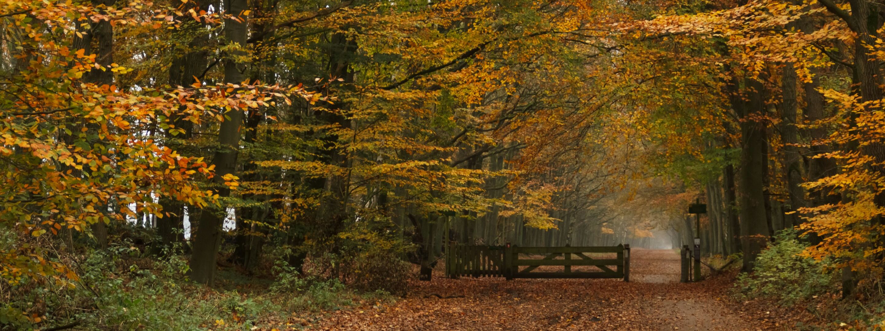 Autumn leaves and trees in woodland