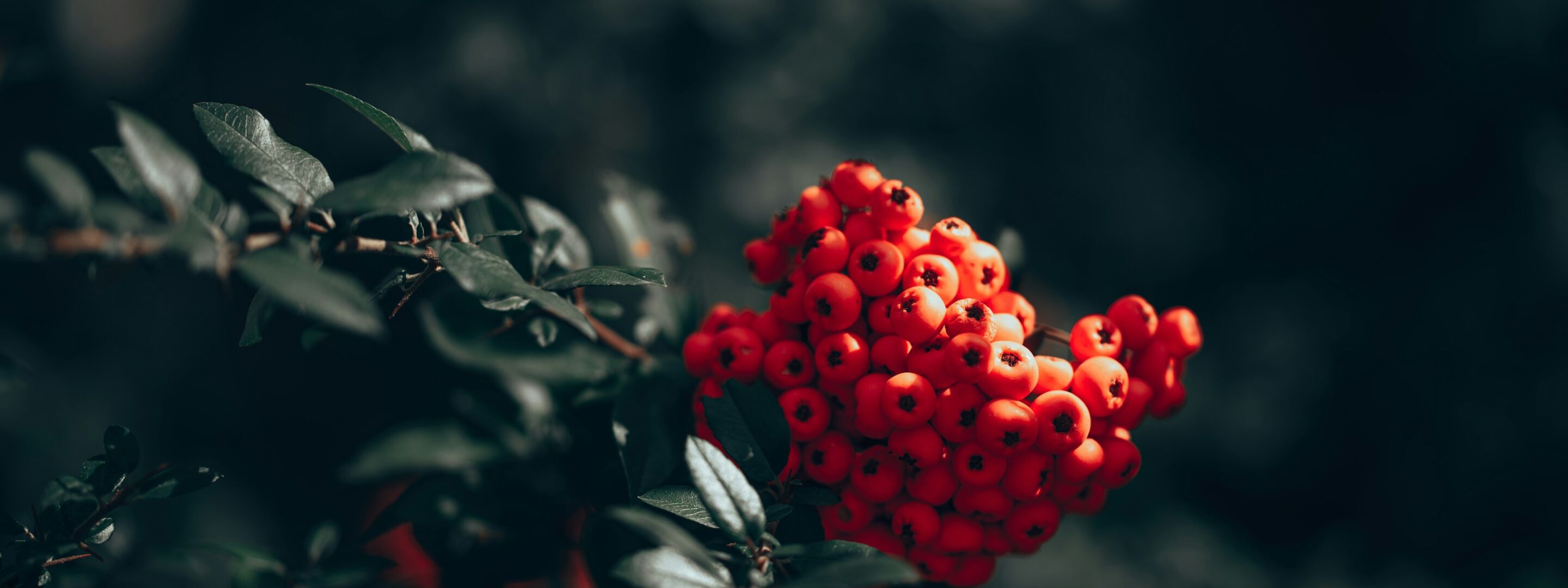 Red rowan berries on a branch