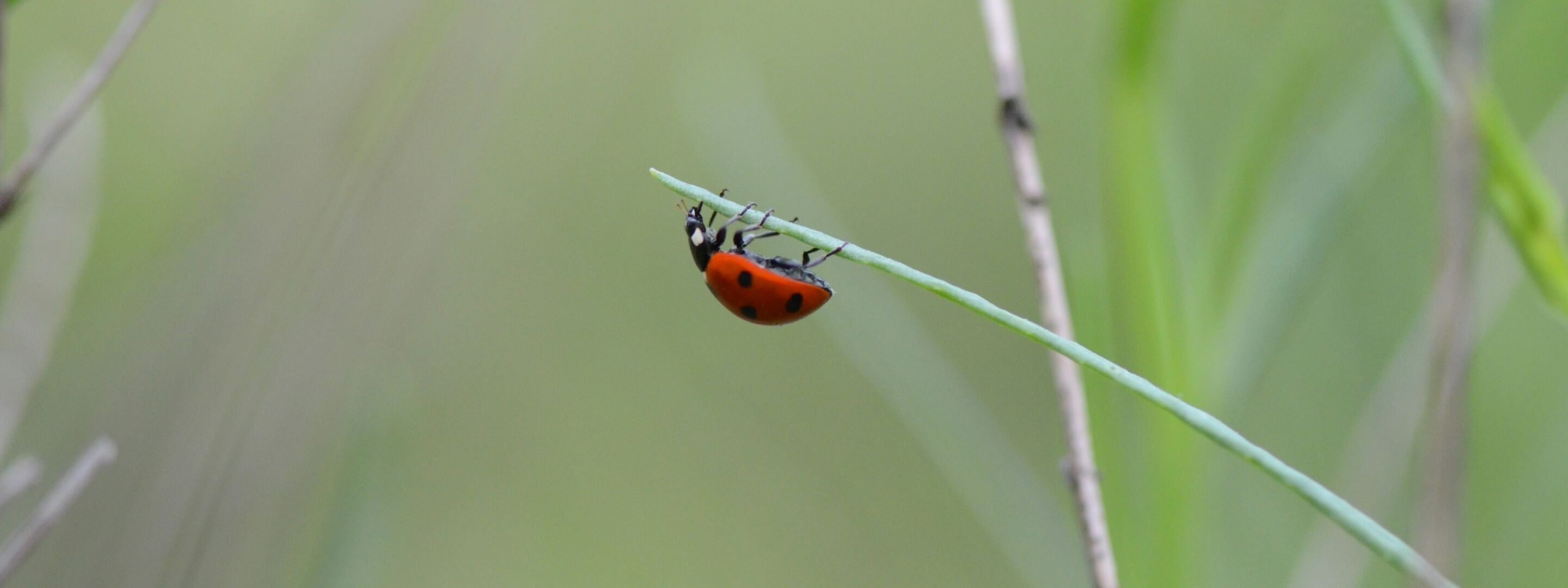 A ladybird on green foliage