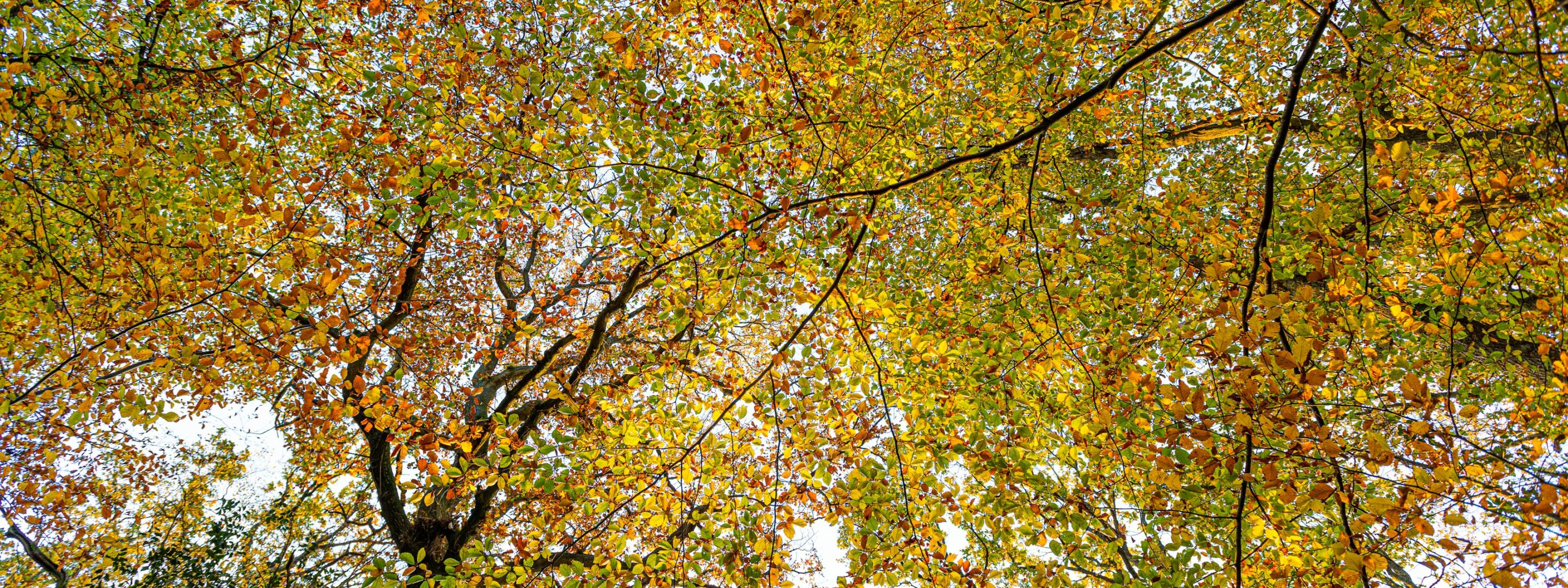 Autumn leaves and trees in woodland