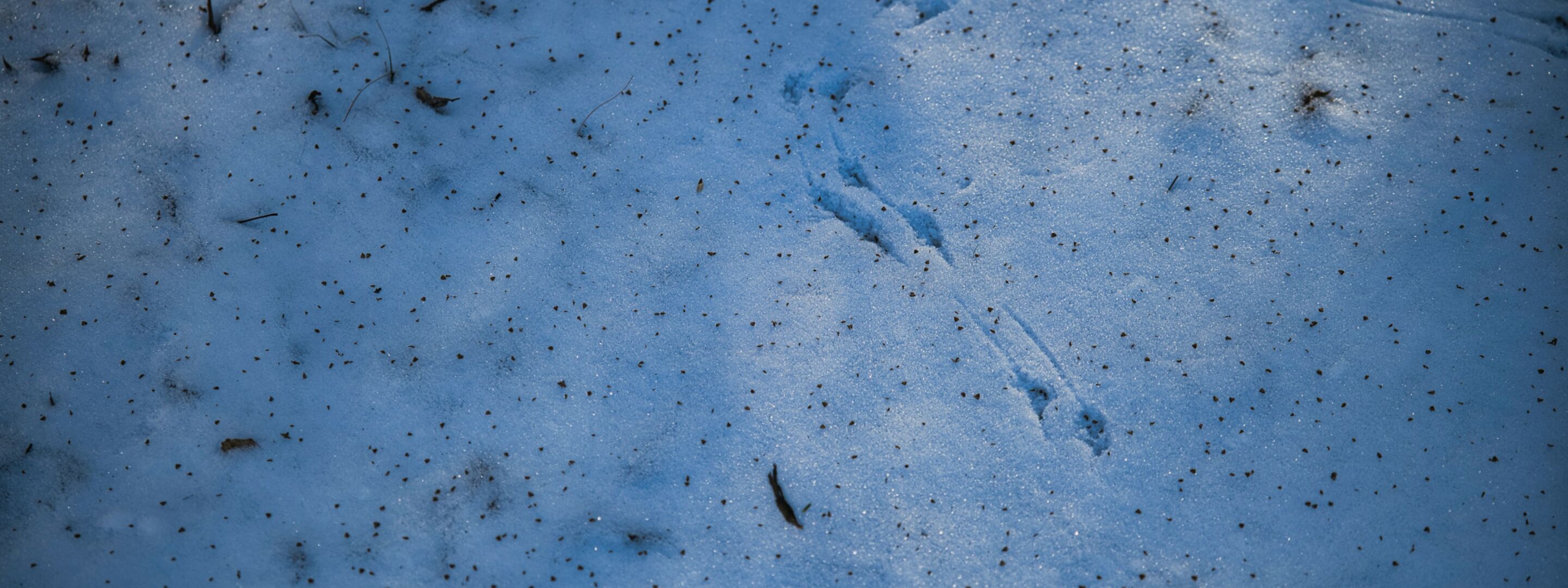 Small bird tracks in snow