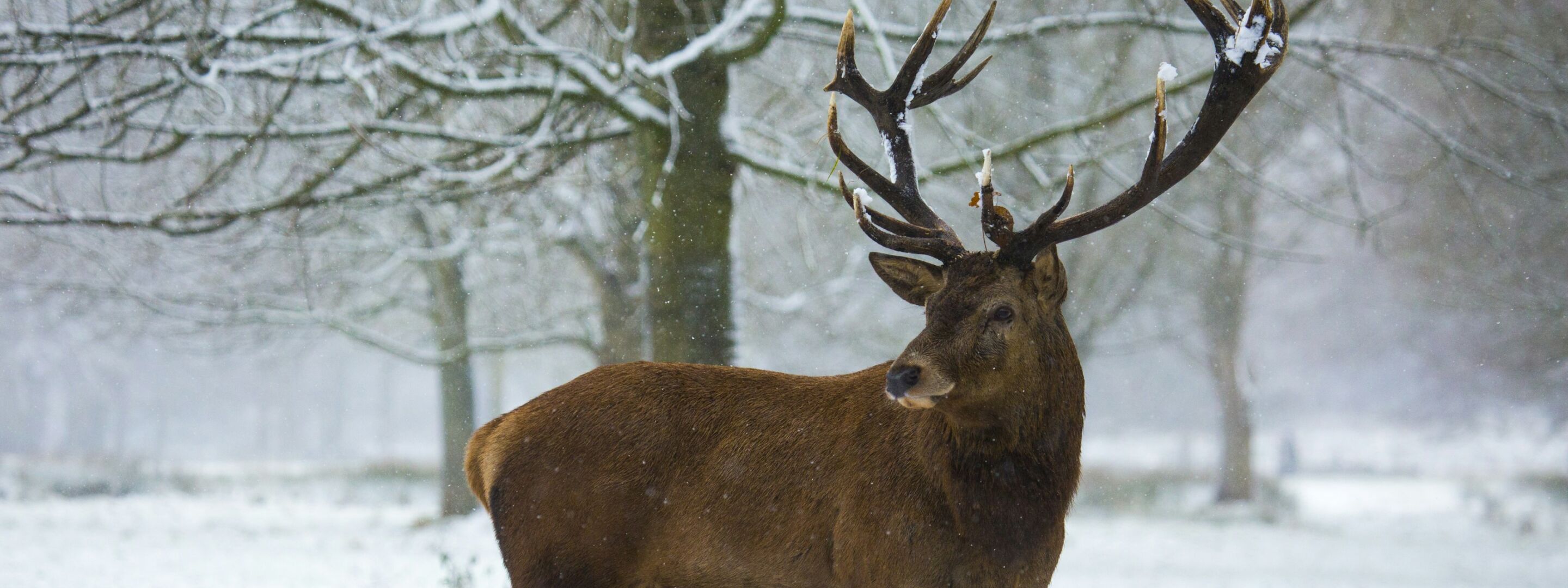A red deer stag