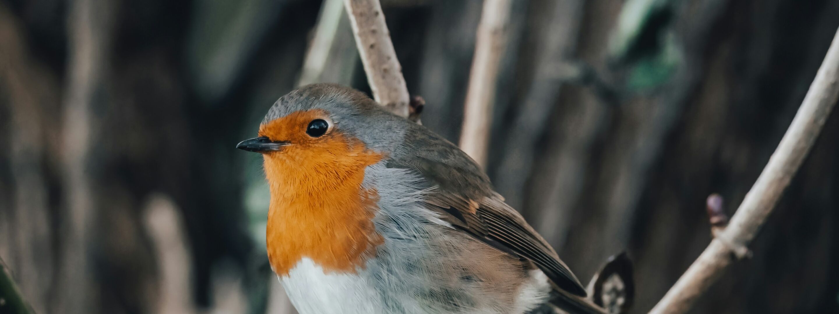 A European robin perched outdoors