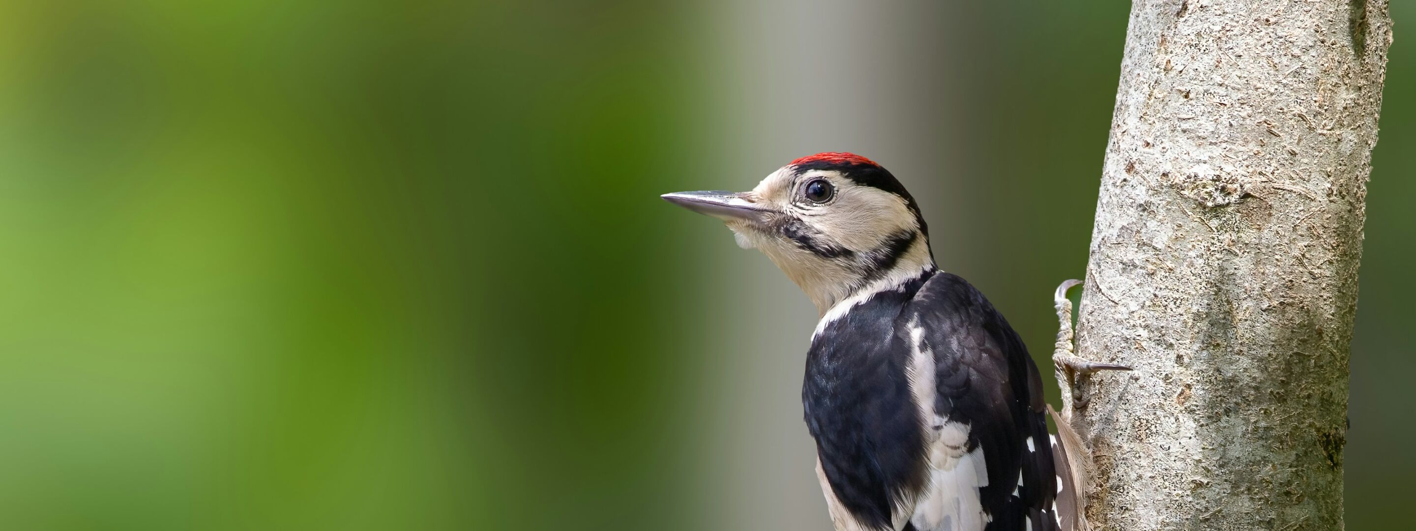 A great spotted woodpecker perched on a tree