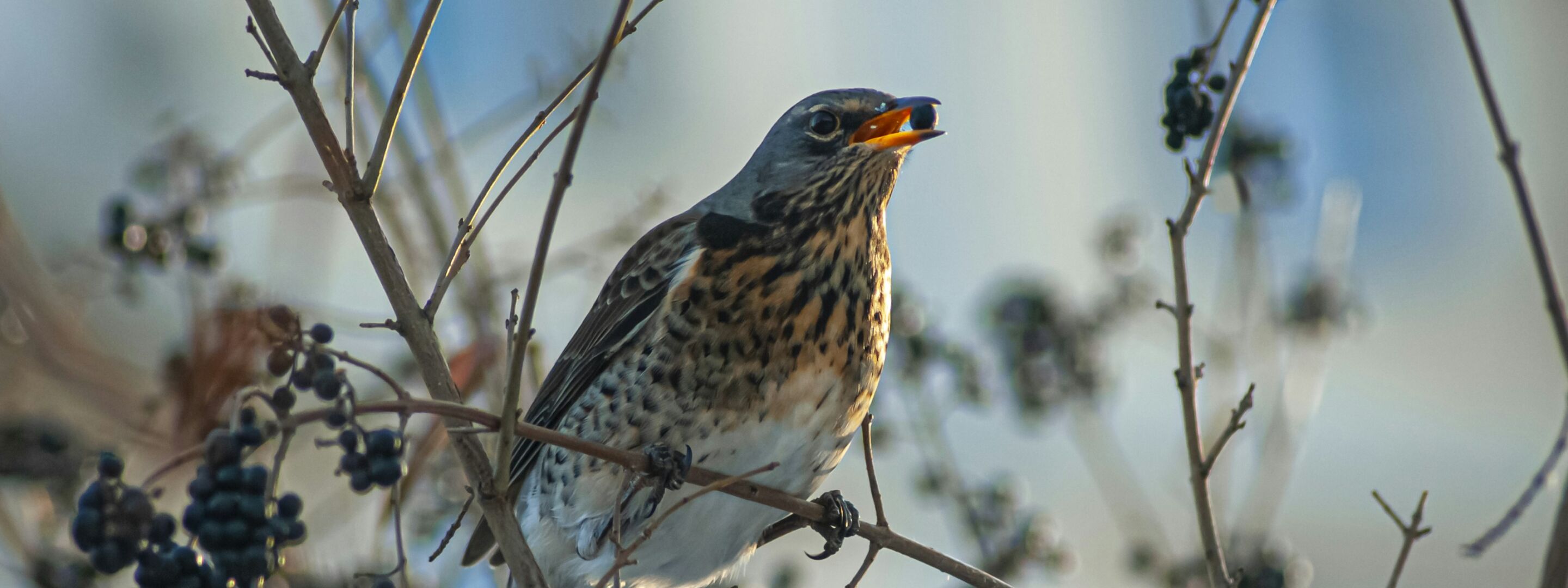 A fieldfare among berry-bearing branches