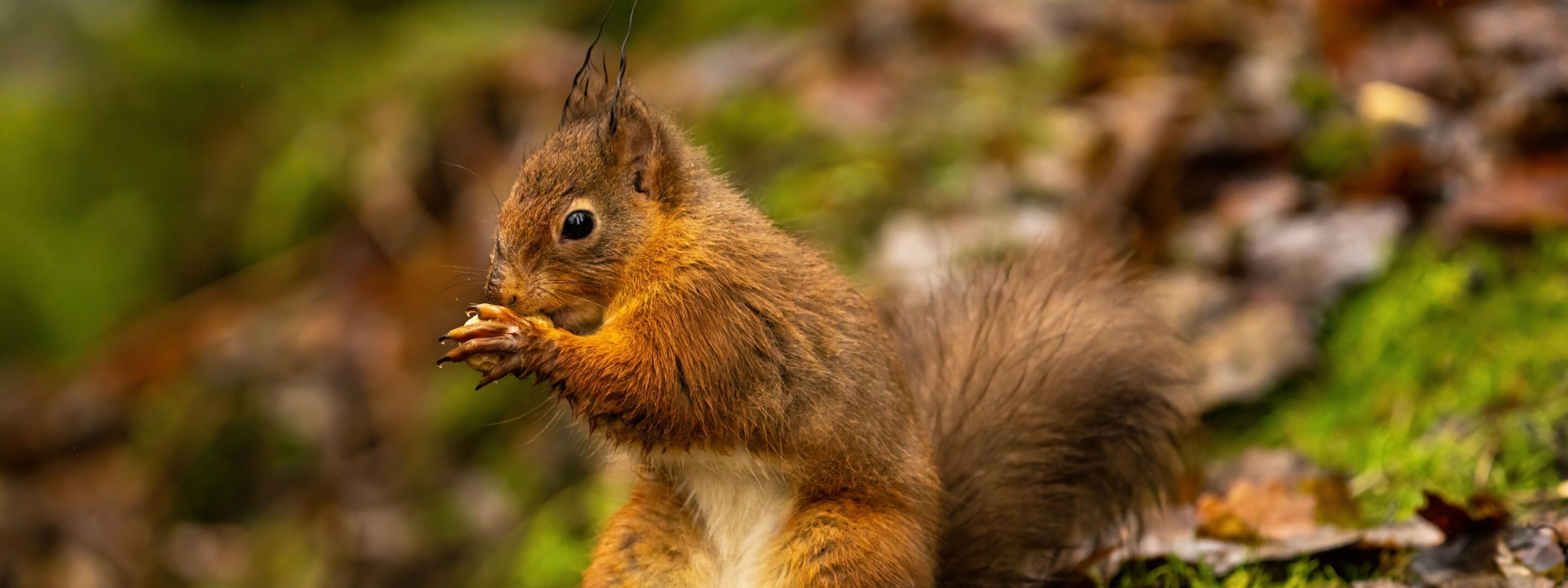 A red squirrel in woodland