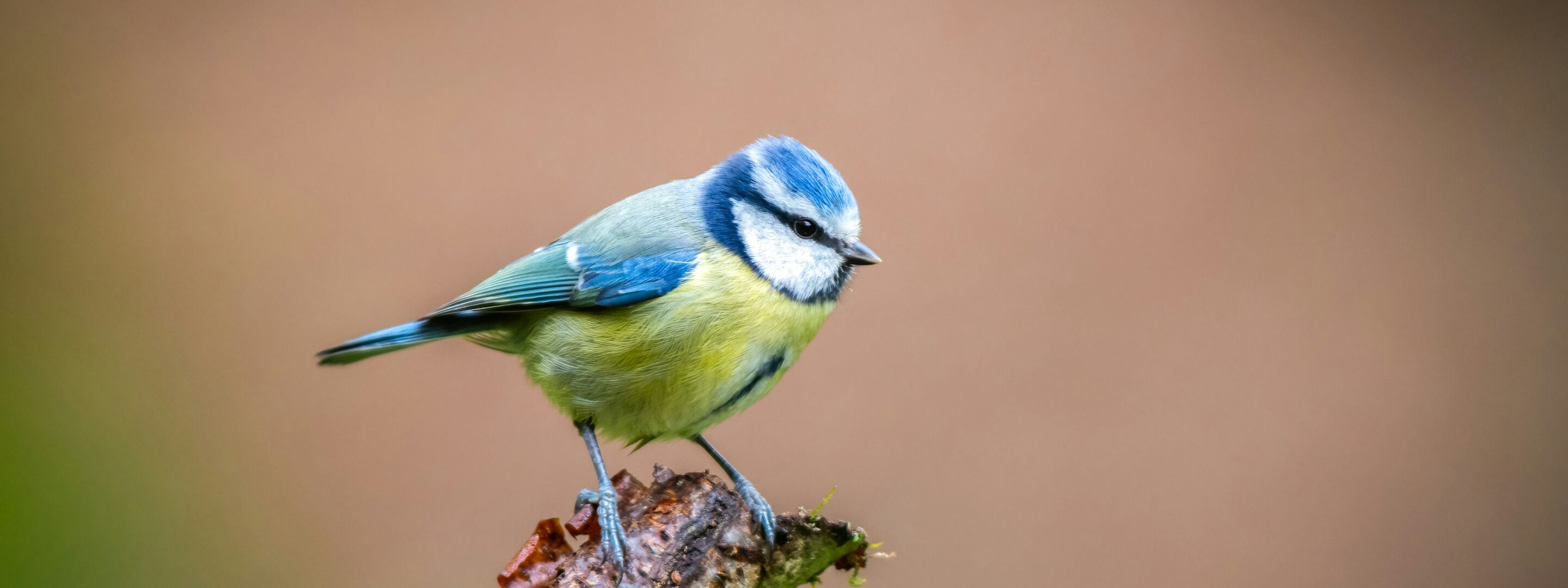 A blue tit perched on a branch