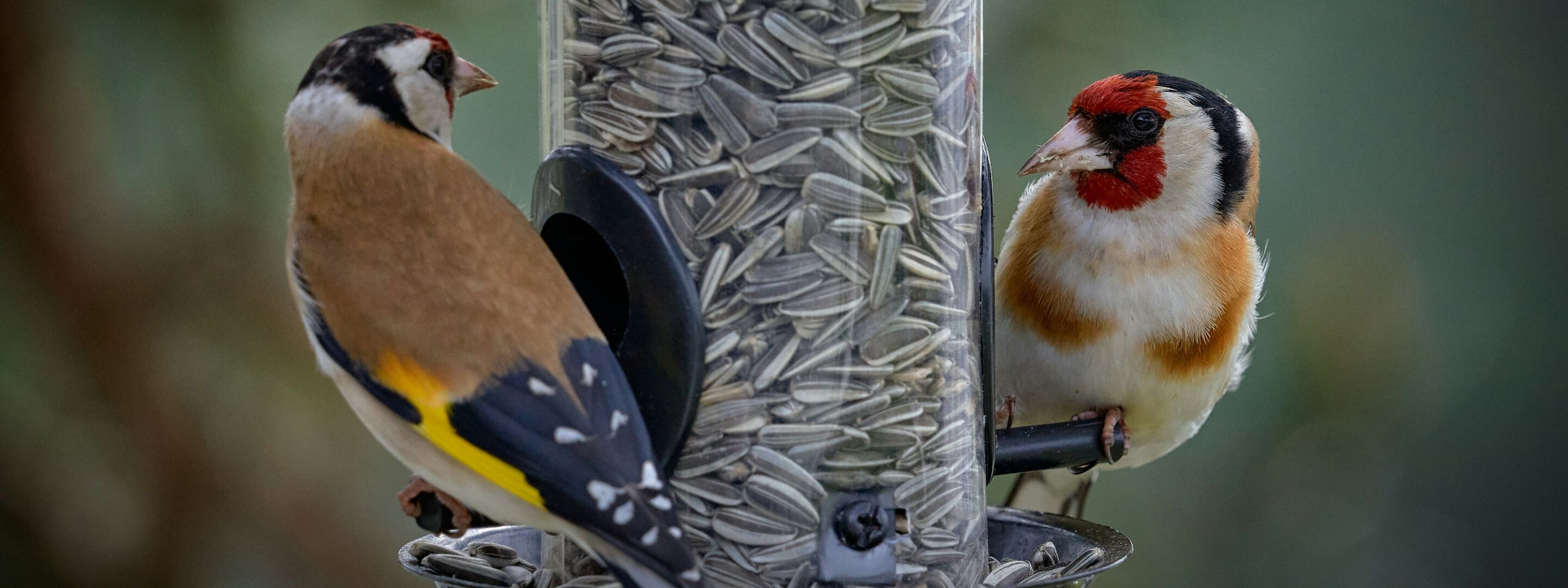 A bird feeding in a garden
