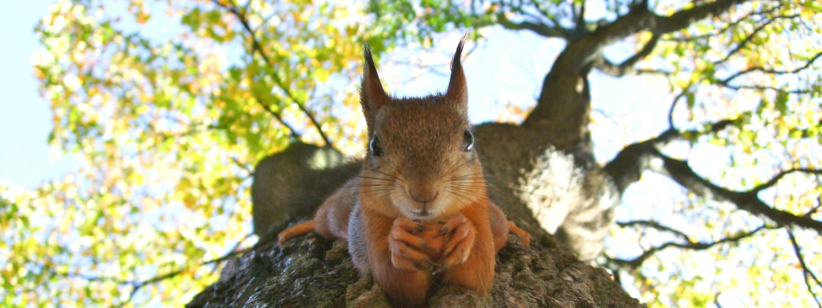A red squirrel in woodland
