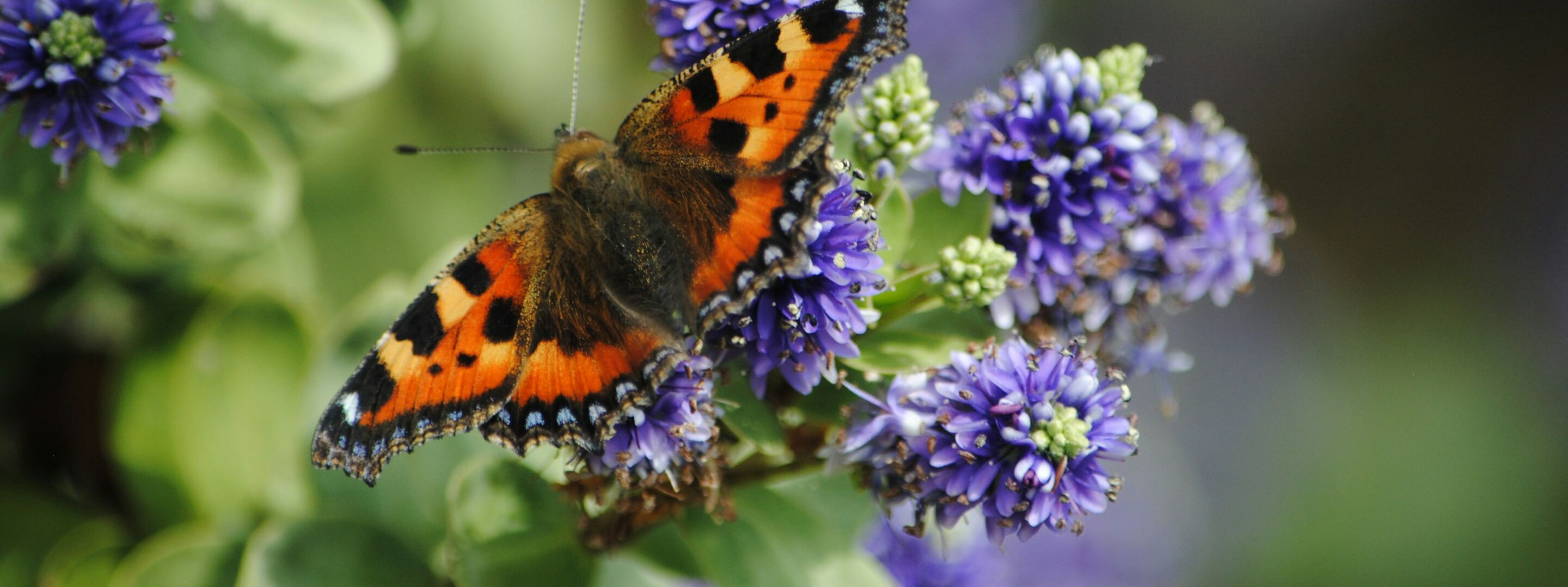 A small tortoiseshell butterfly