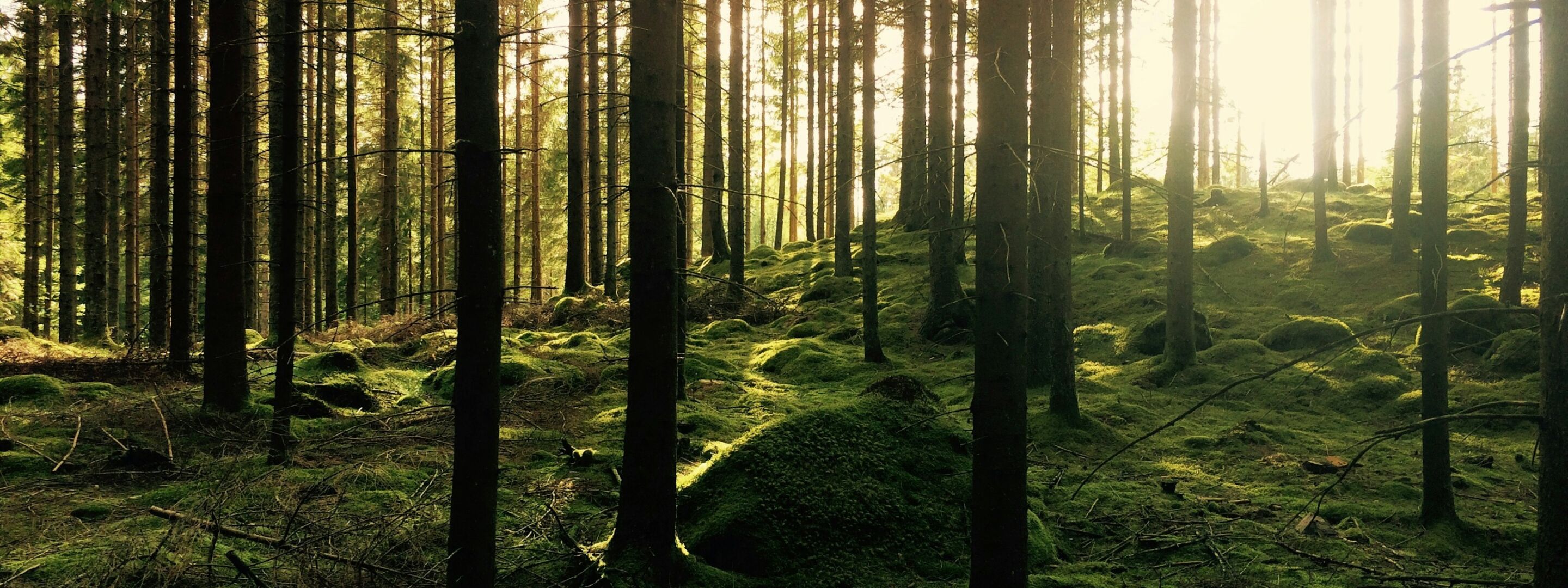 Tall conifer trees in woodland
