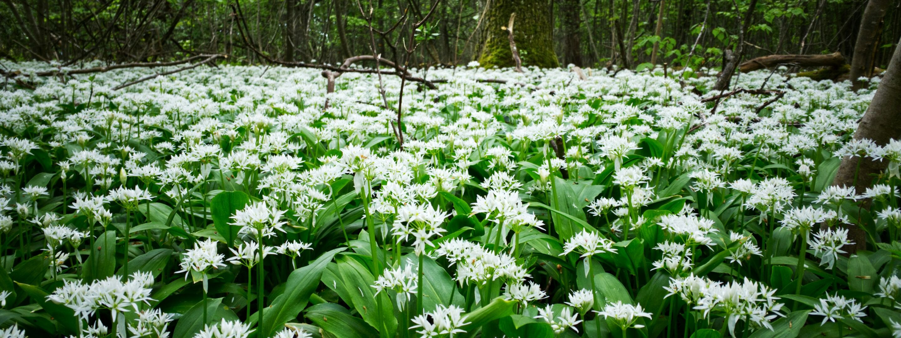Wild garlic flowers on the woodland floor