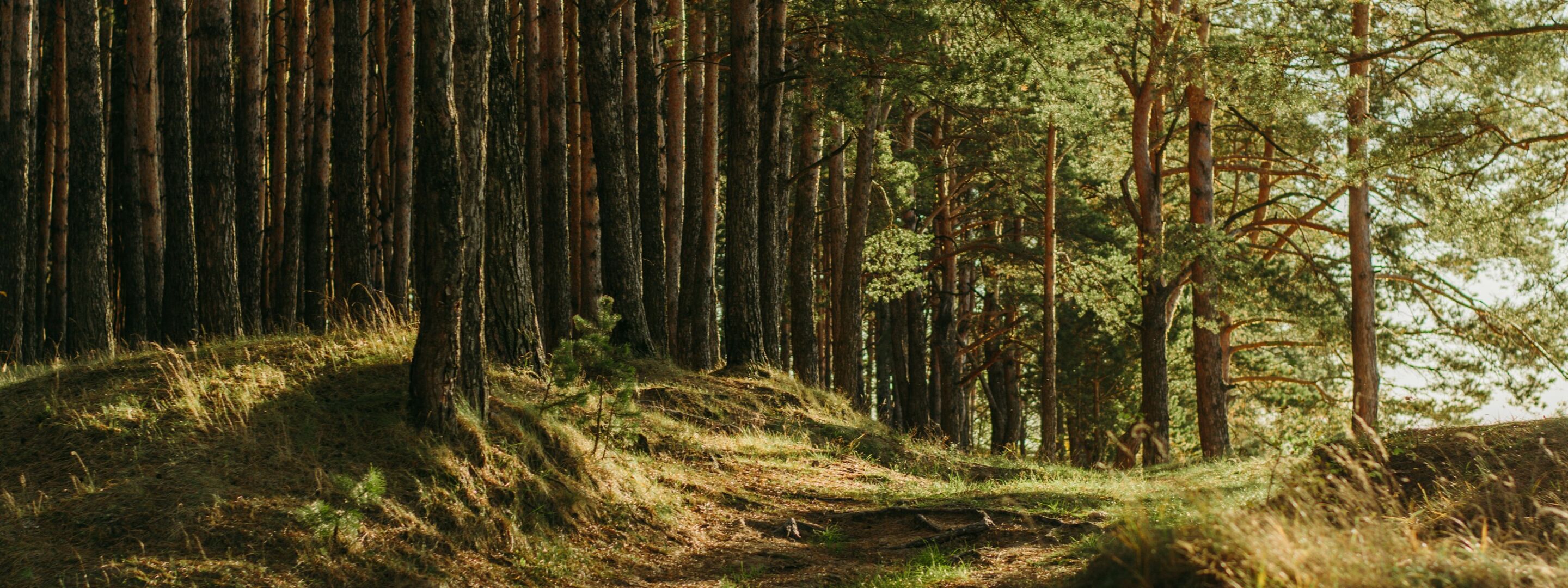Tall conifer trees in woodland