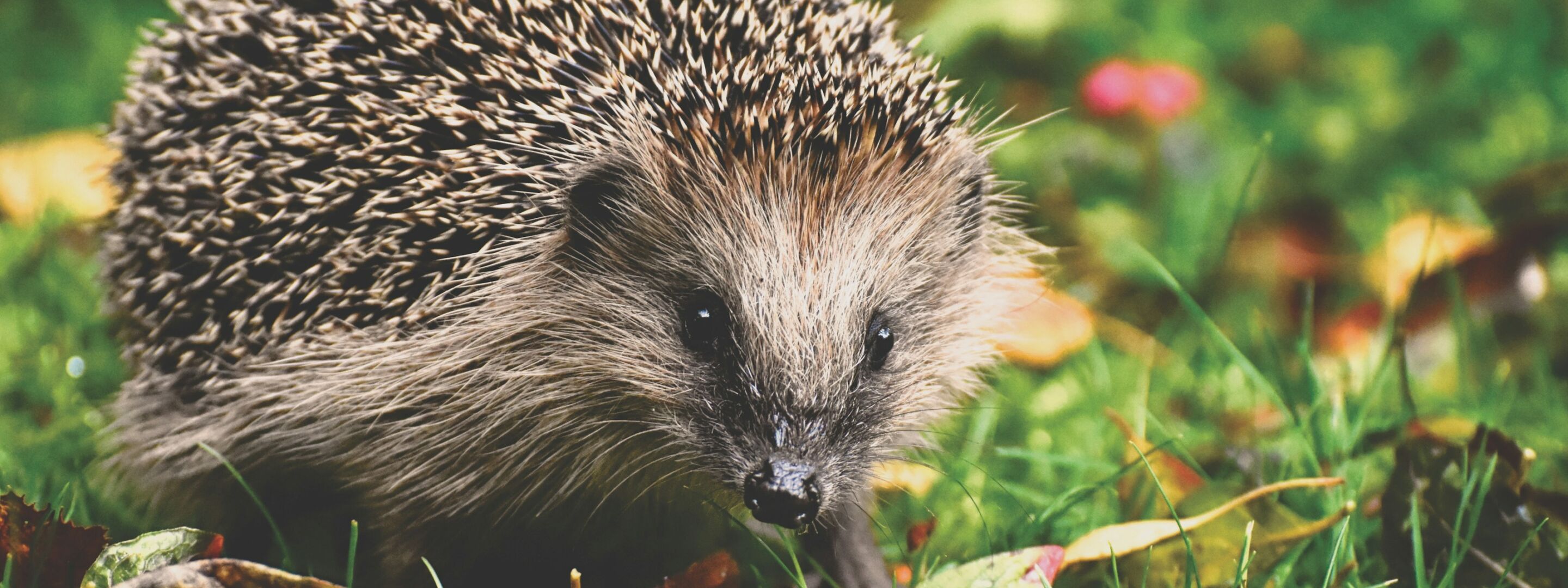 A hedgehog among leaves
