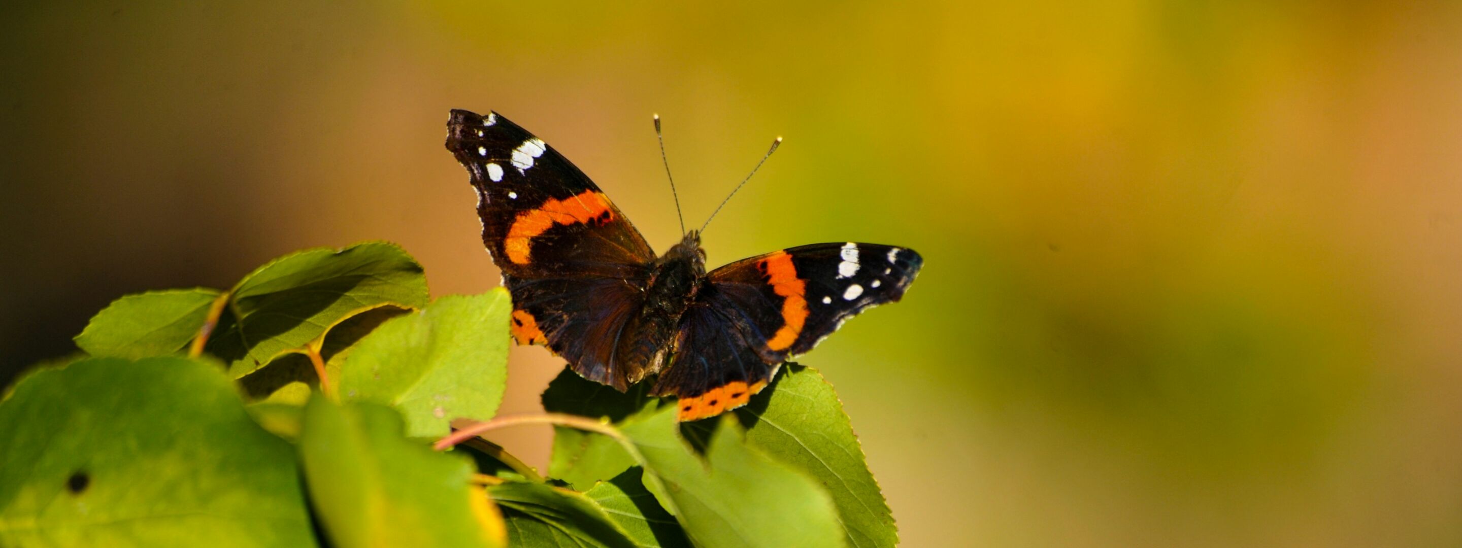 A red admiral butterfly at rest