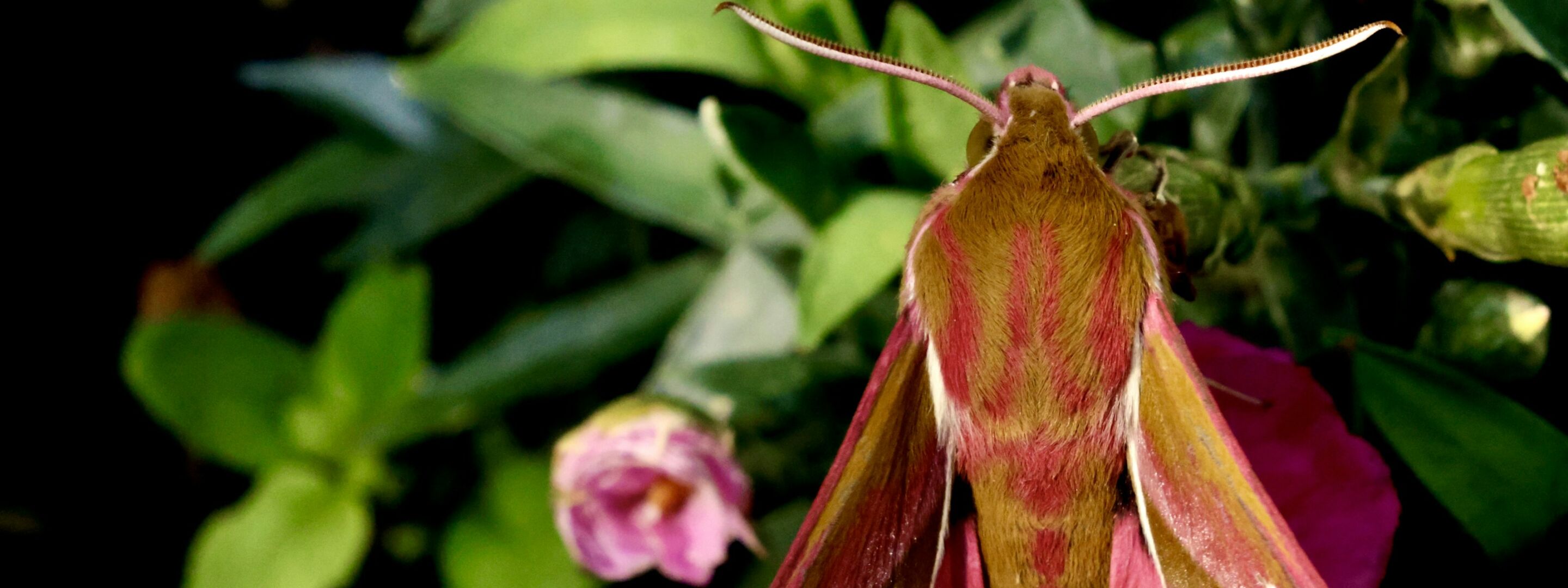 An elephant hawk moth at rest