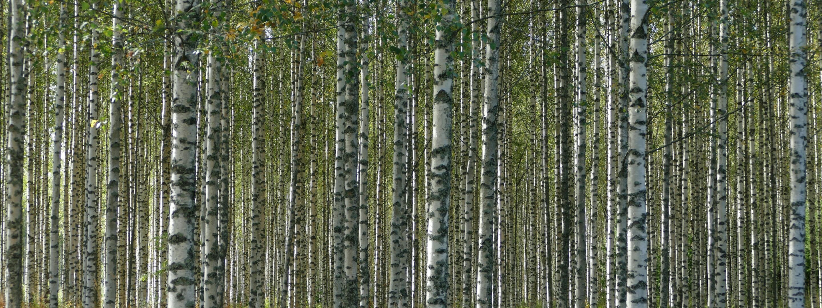 Birch trees in woodland