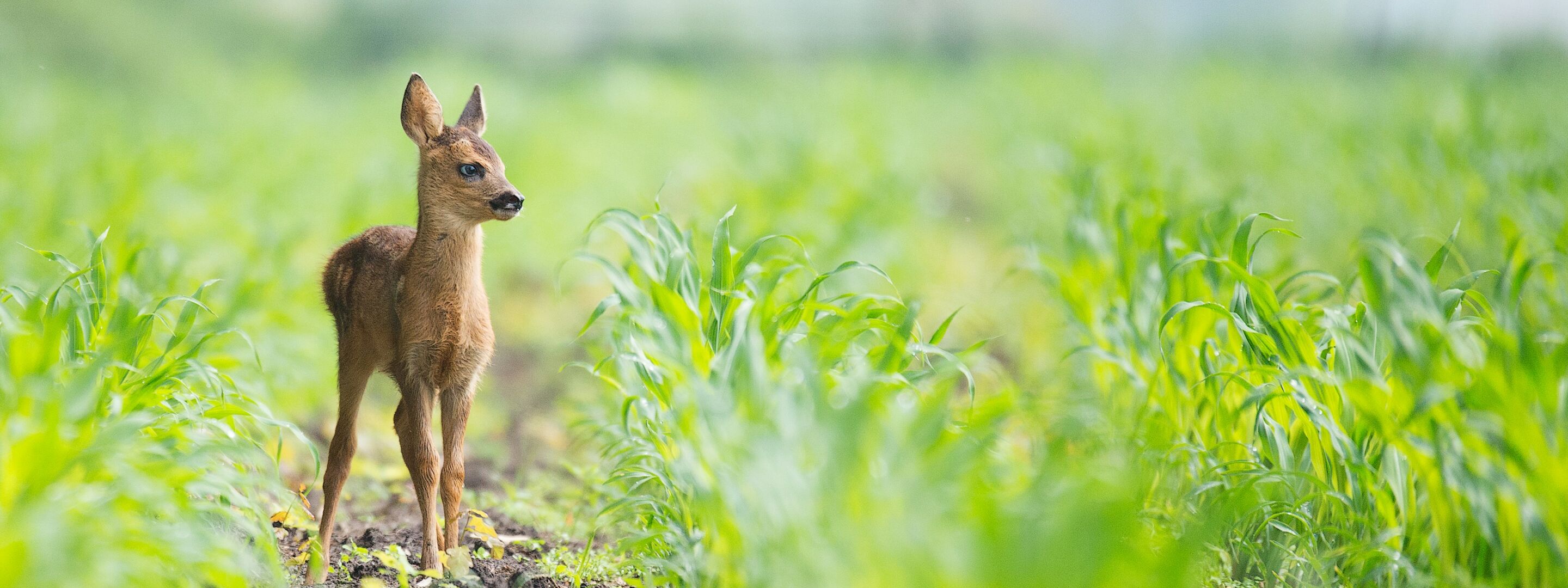 A roe deer in its habitat