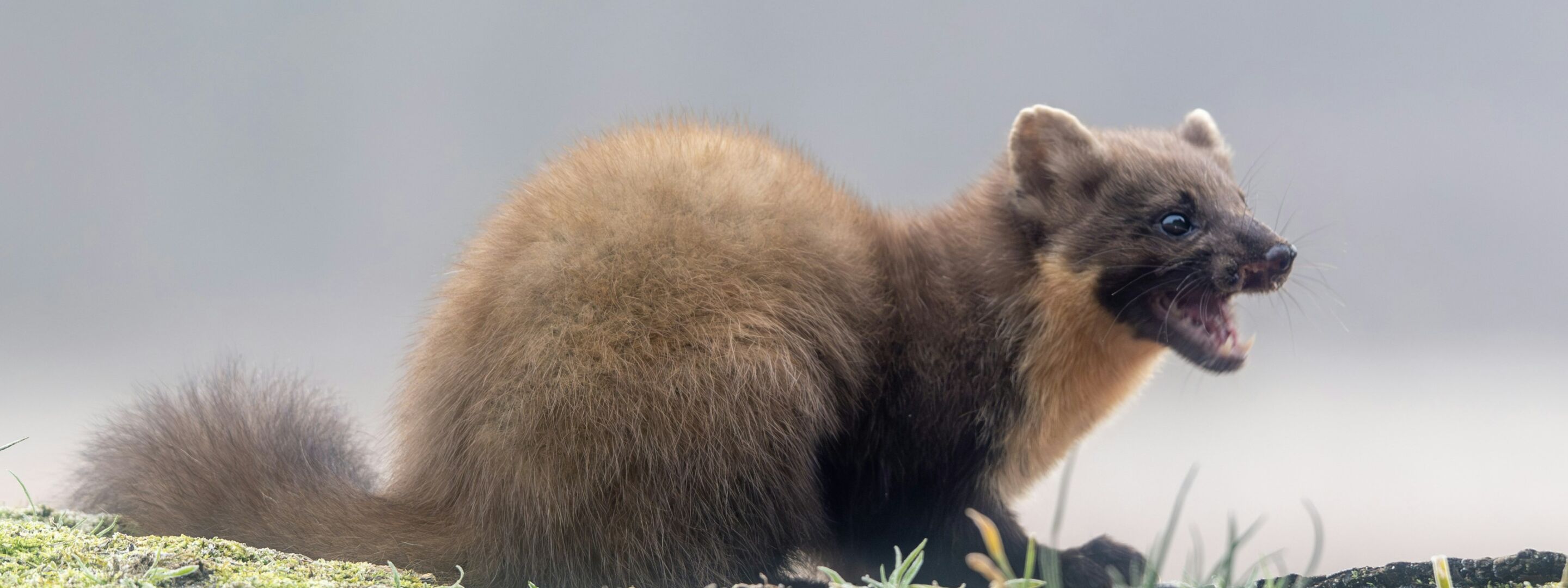 A pine marten in woodland
