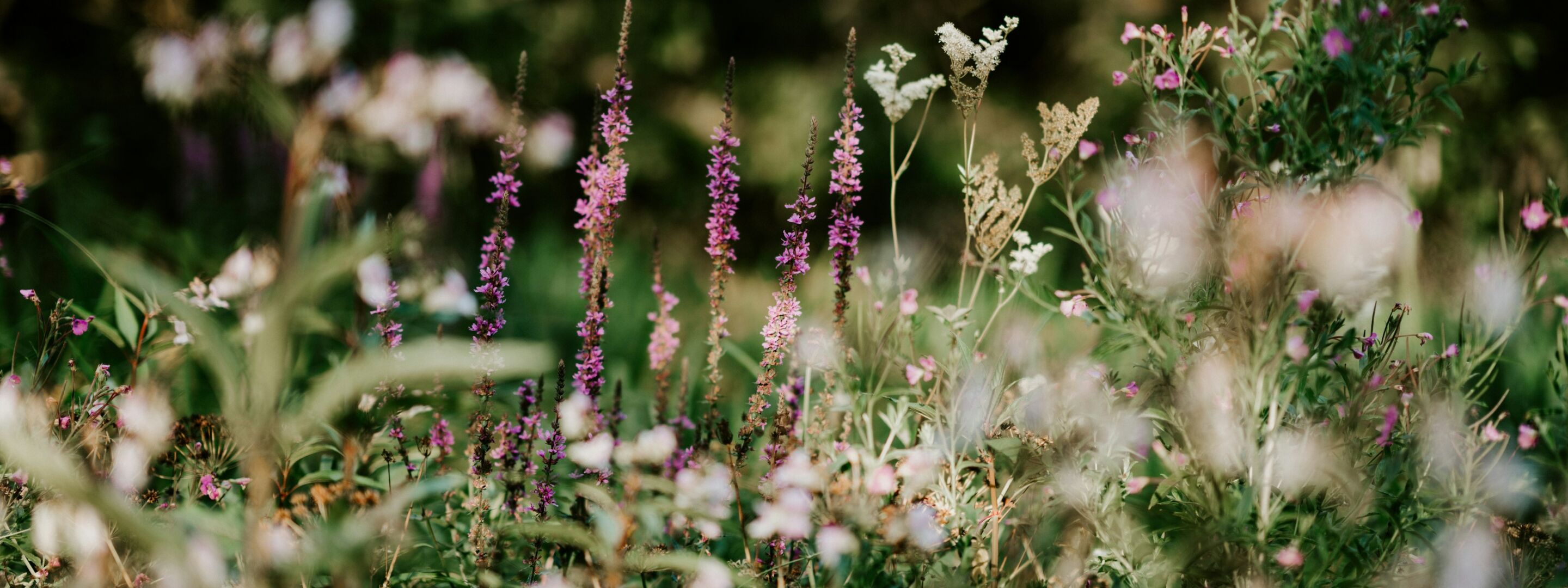 Wildflowers growing in a meadow