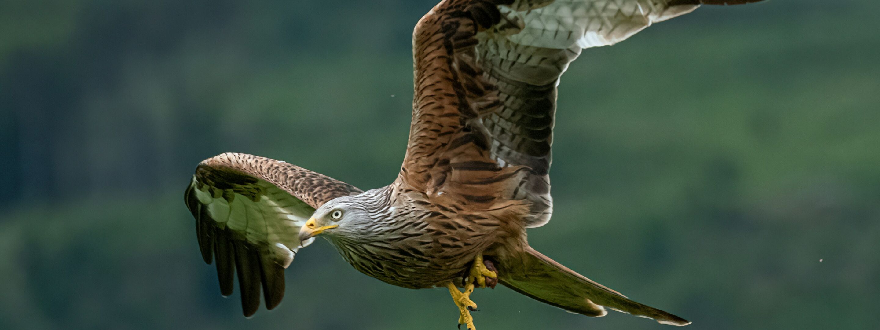 A red kite in flight