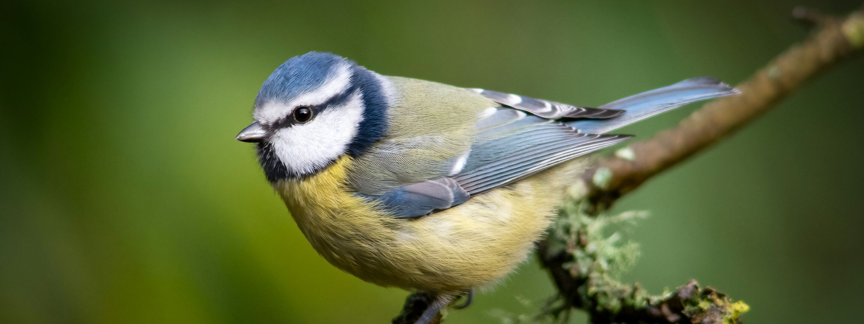A blue tit perched on a branch