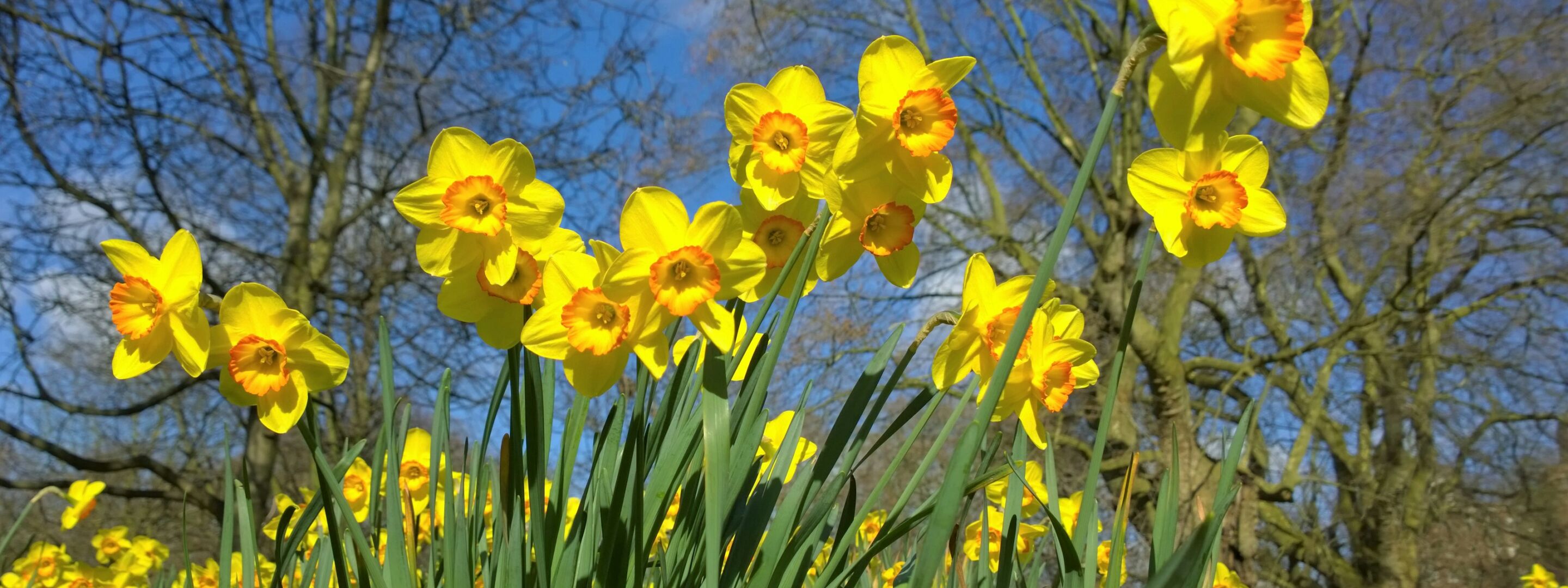 Yellow daffodils in flower