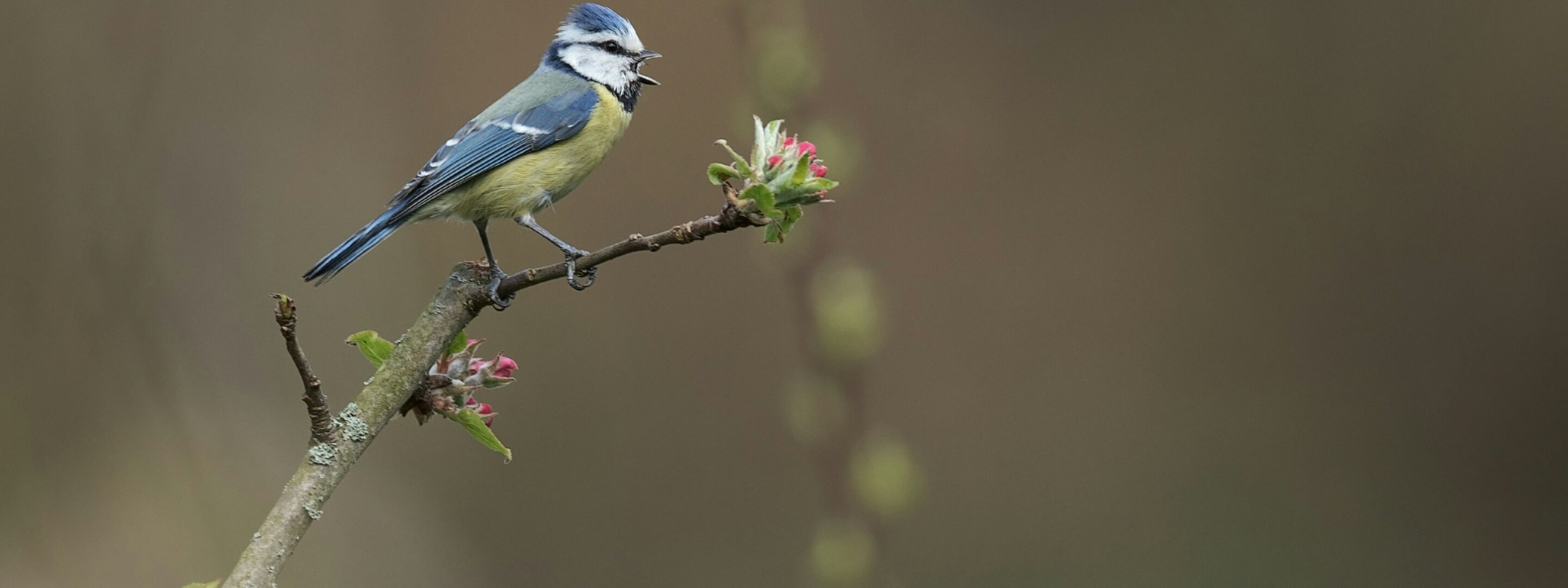 A blue tit perched on a branch