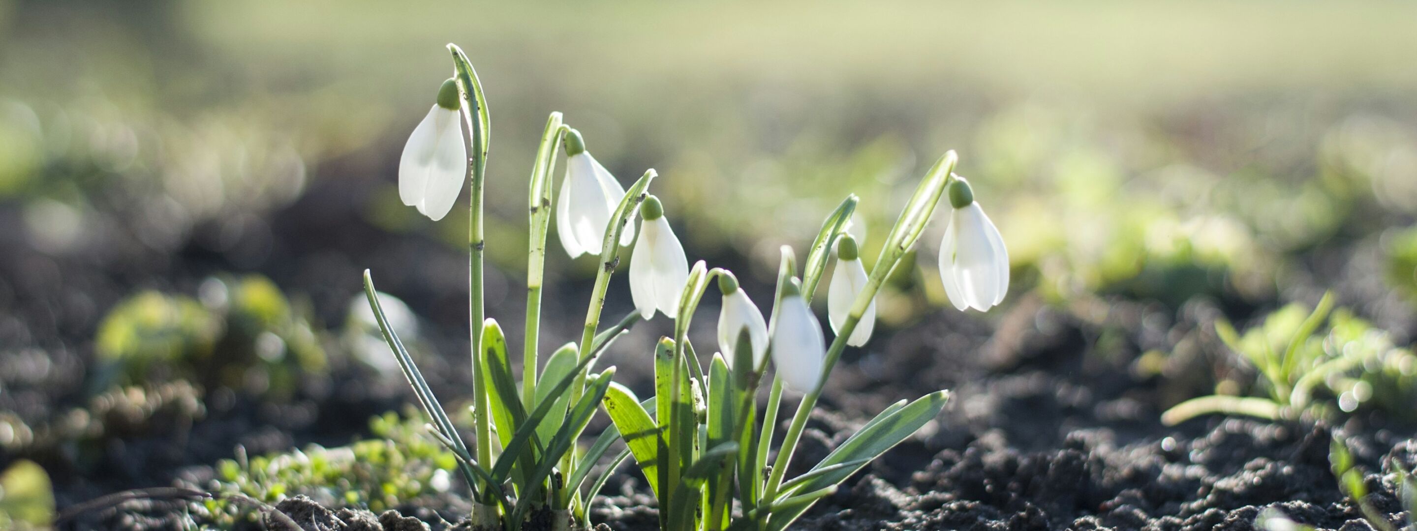 Snowdrops in flower