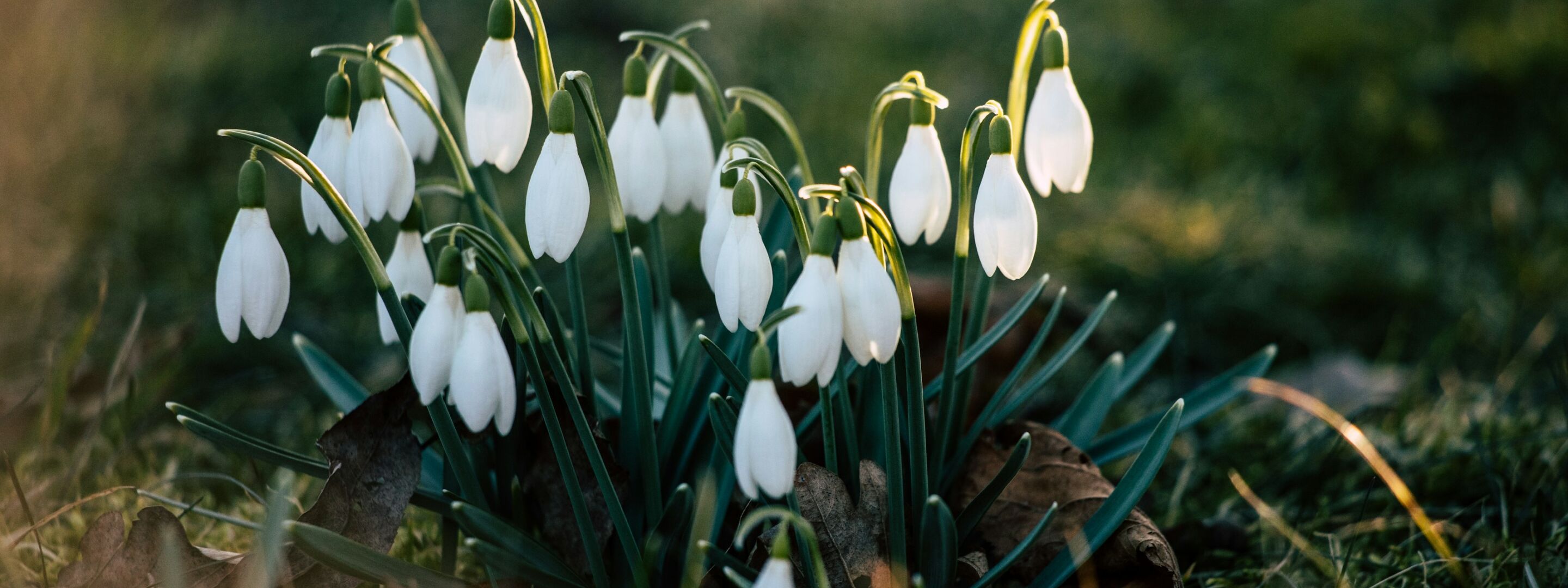 Snowdrops in flower