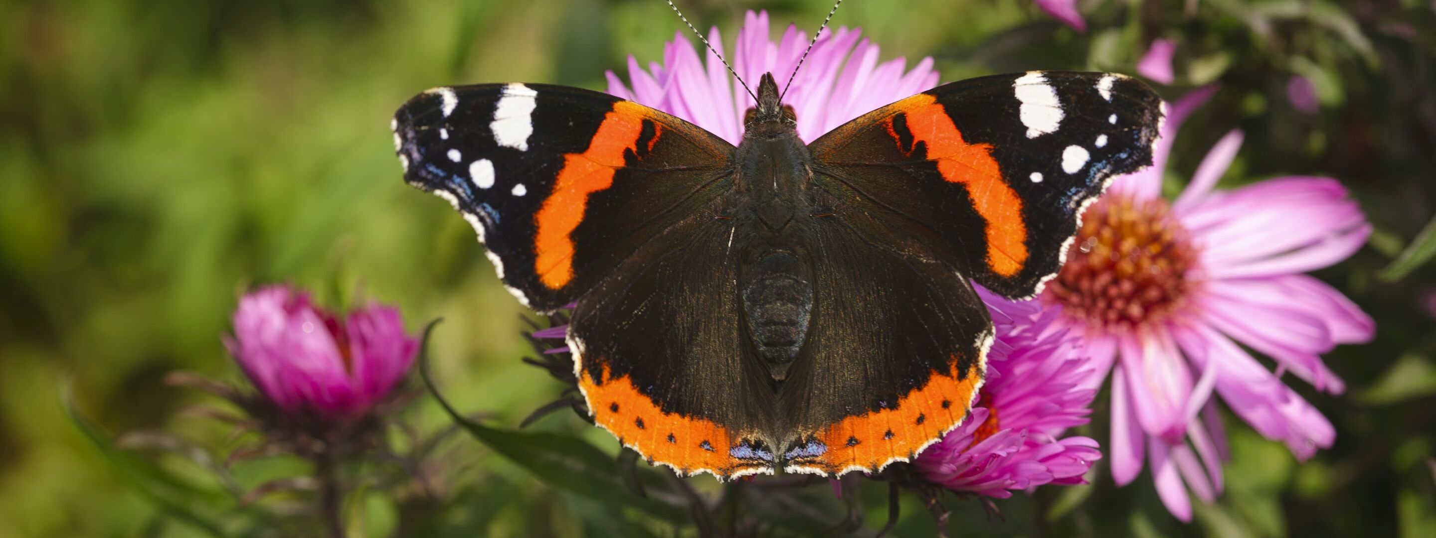 A red admiral butterfly at rest