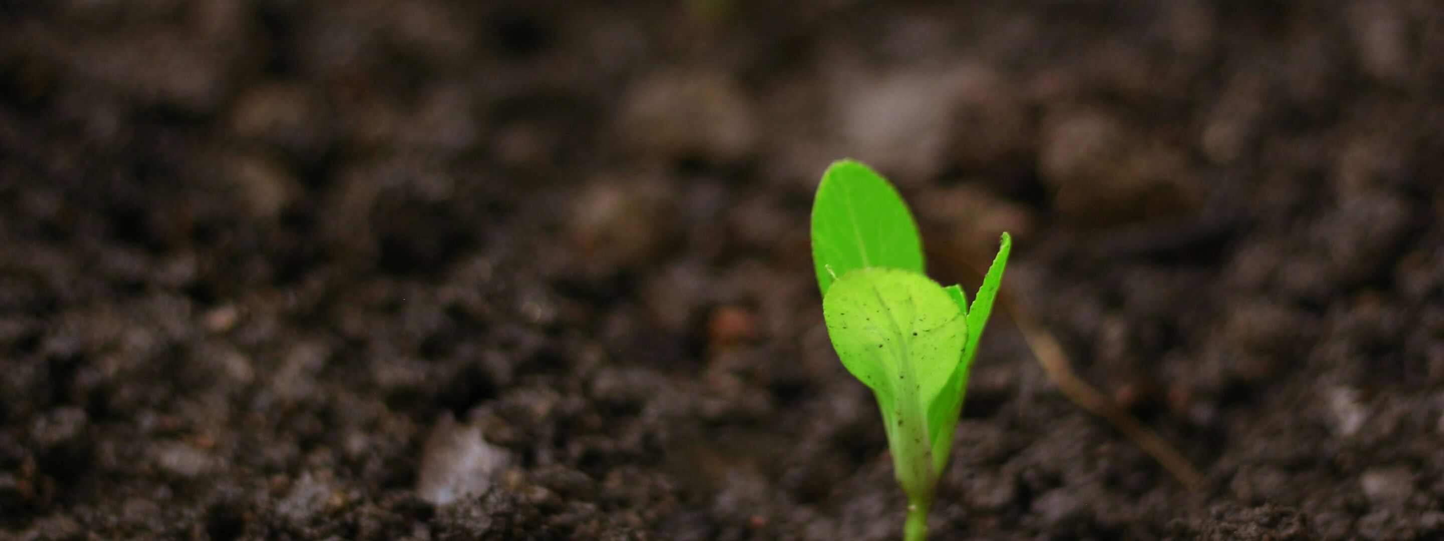 Young seedlings beginning to grow