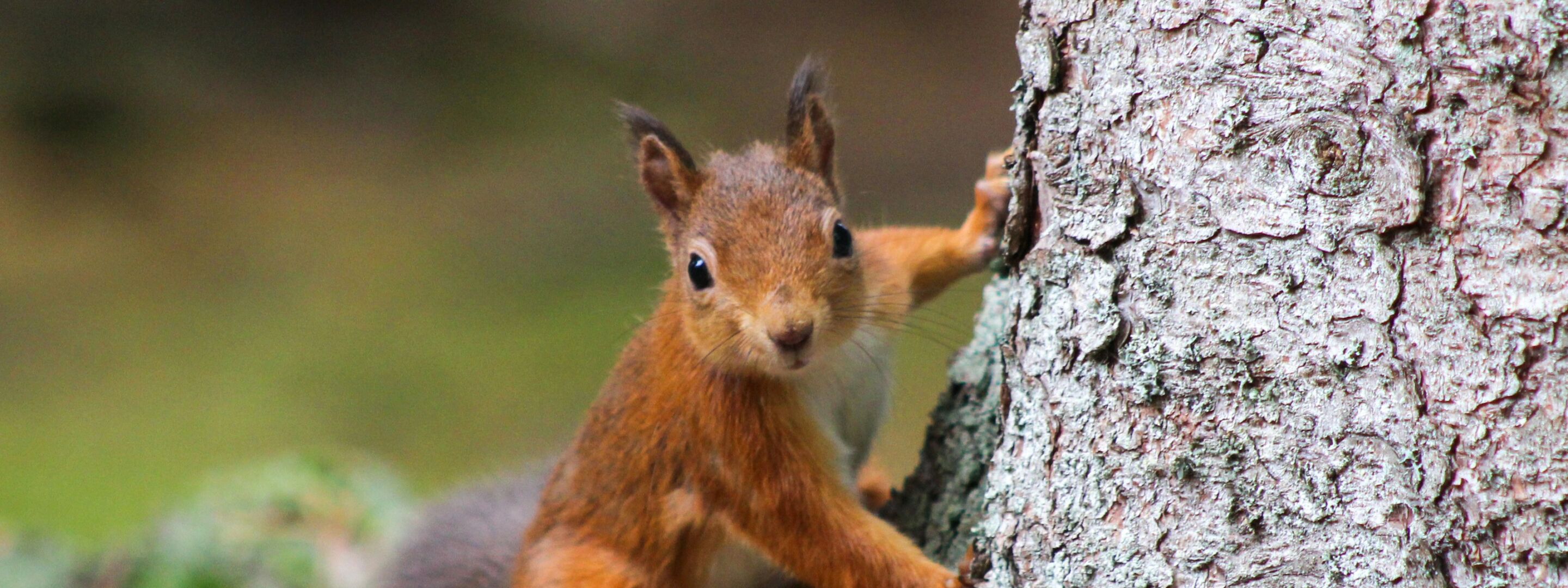 A red squirrel in woodland